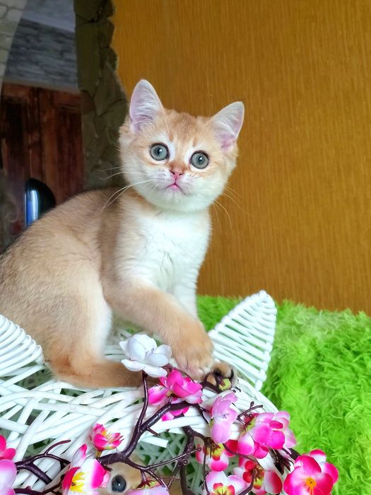 Ласковые котята. Золотая шиншилла,  тикированные.