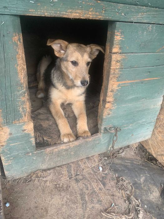 Девочки, 1 год. Стерилизованы. Ищут хозяина.