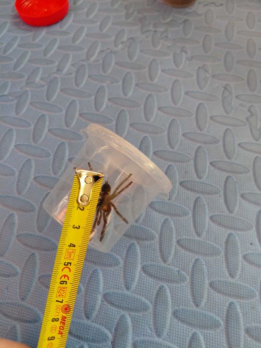 Ptasznik Psalmopoeus cambridgei