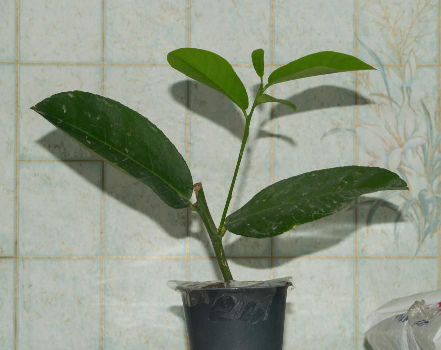 --продам лимон киевский