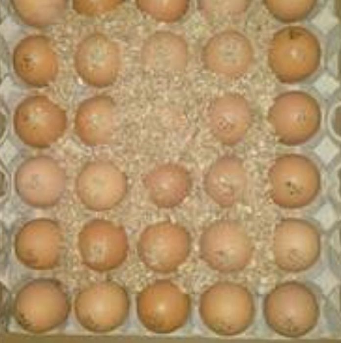 Бройлер инкубационное яйцо куриное, отправка по Украине