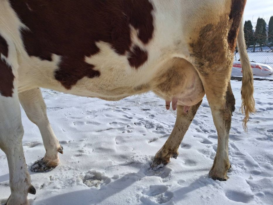 Продам добру корову