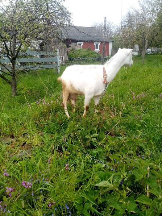 Продам кози зааненська