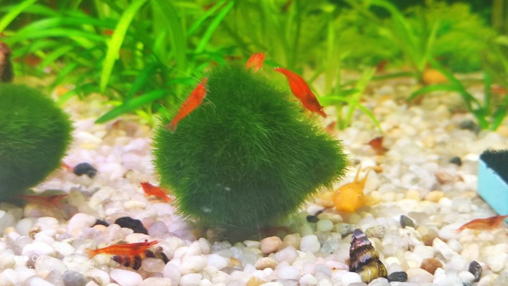 Krewetki red cherry pięknie wybarwione