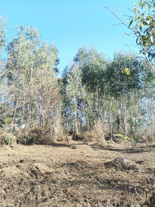Terreno com uma área de 8180 m2.

Área de  produção Agrícola.