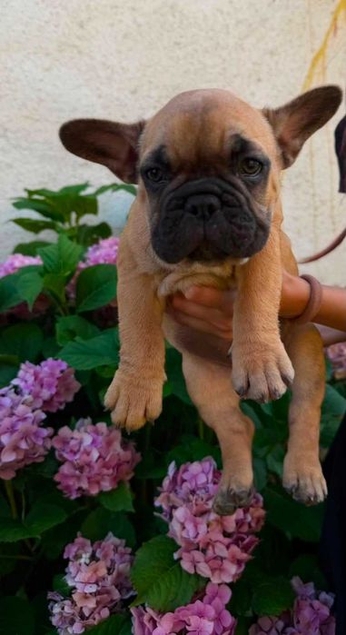 Цуценя французького бульдога 1 дівчинка 1 хлопчик