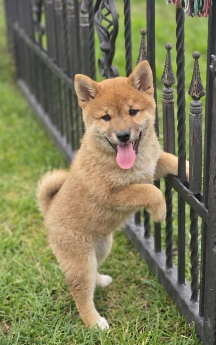 Shiba inu piesek gotowe do odbioru