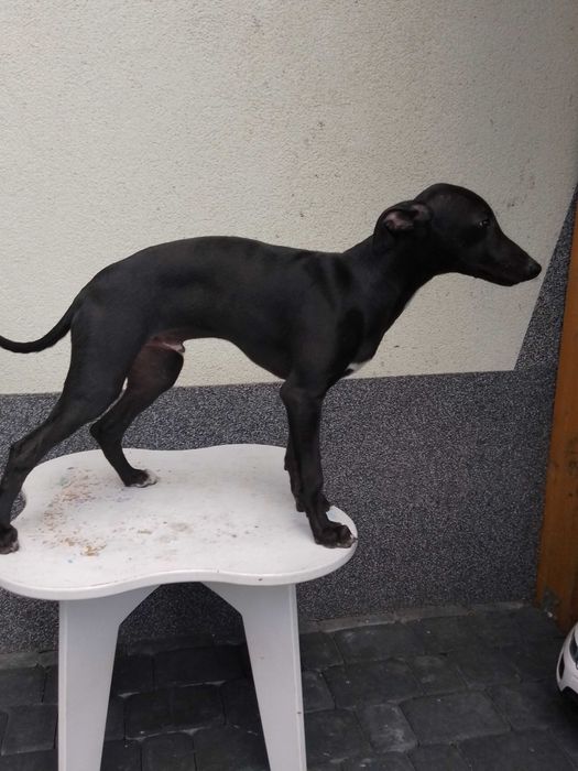 Chart Angielski Whippet