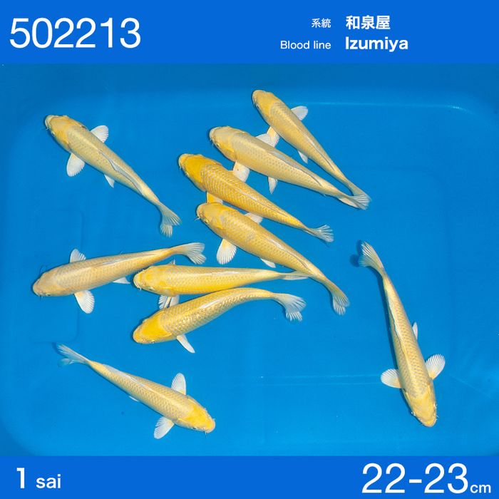 Продам карпов кои импорт с Японии