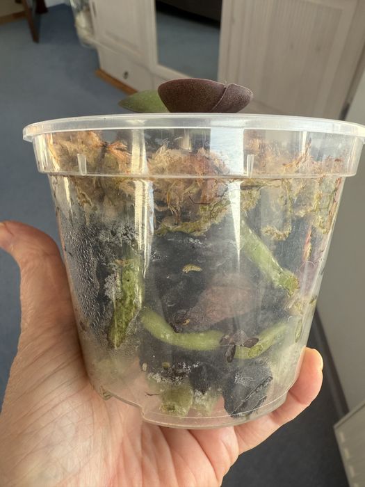 Орхідея підліток Unicorn (єдиноріг) з квітконосом