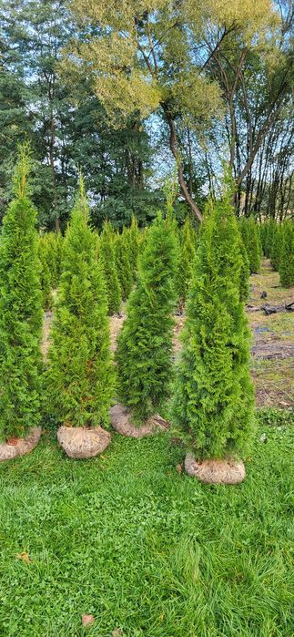 Tuje Szmaragd 180-190cm z gruntu 45zl 2m -50zl