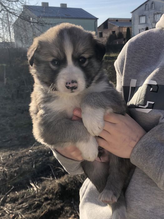 Віддам 9 щенят, 4 дівчинки 5 хлопчиків