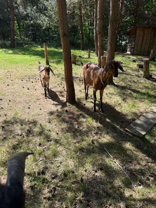 Kozioł Anglonubijski