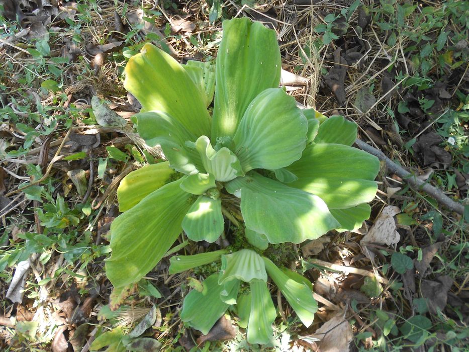 Planta aquatica flutuante lagos lagoas charcas filtros