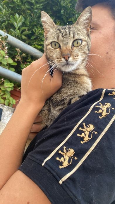 Gato macho para adoção