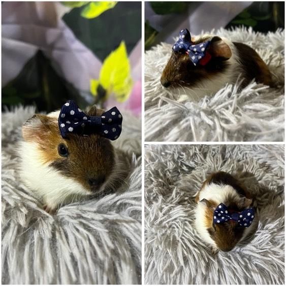 Świnki Morskie Cavie