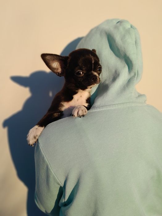 Chłopiec rasy chihuahua, 3,5 miesiąca.