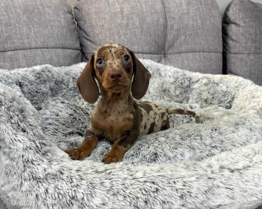 Teckel choco merle