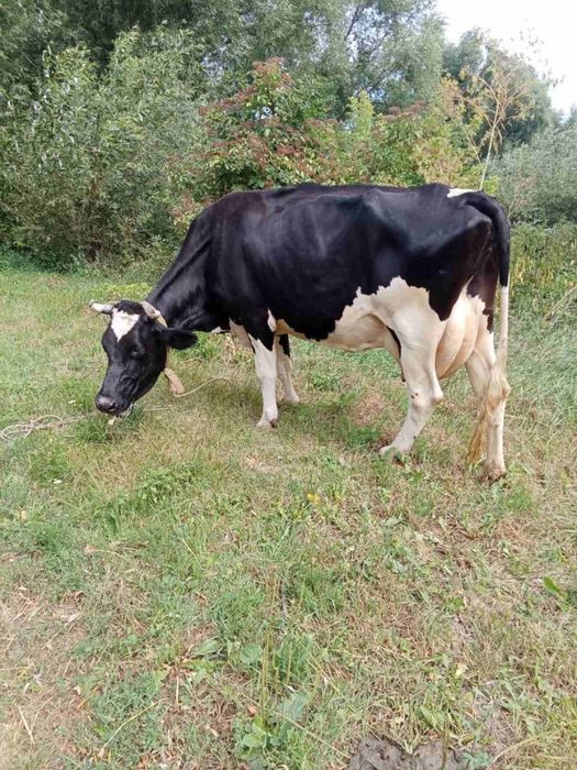 Продається корова