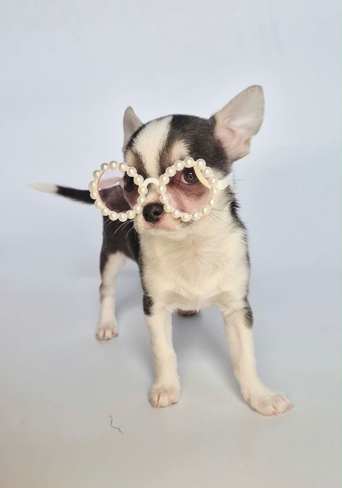 Suczka Blue chihuahua krótkowłosa