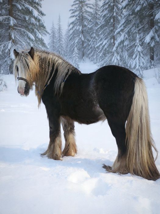 Solaris - ogierek irish cob 2025
