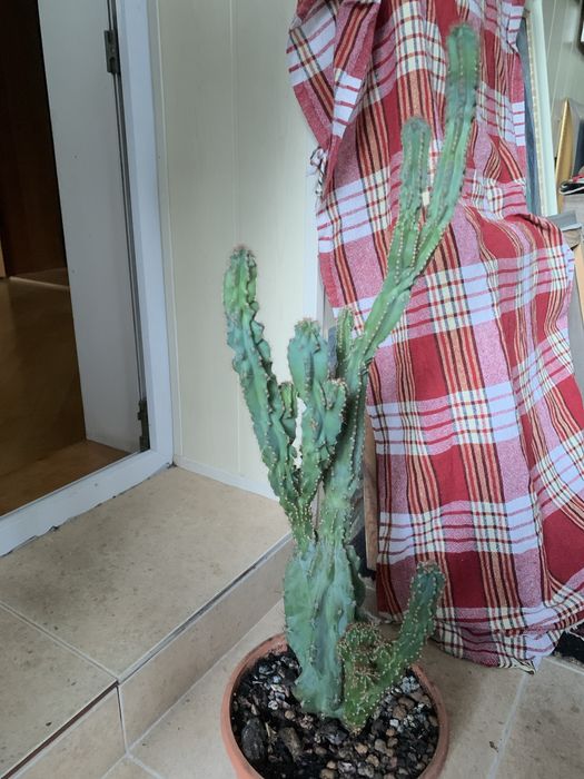 Цереус Перуанский