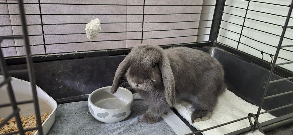Mini Lop (baranek) niebieski