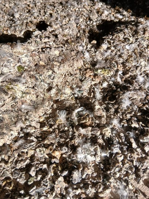 Послід голубів. Добриво.