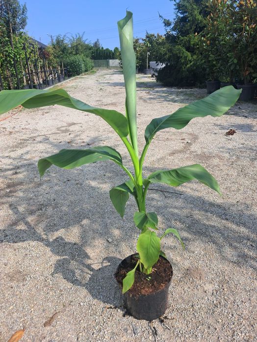 Bananowiec Musa Basjoo, Maurelli, Lasiocarpa/egzotyk/ogród/taras