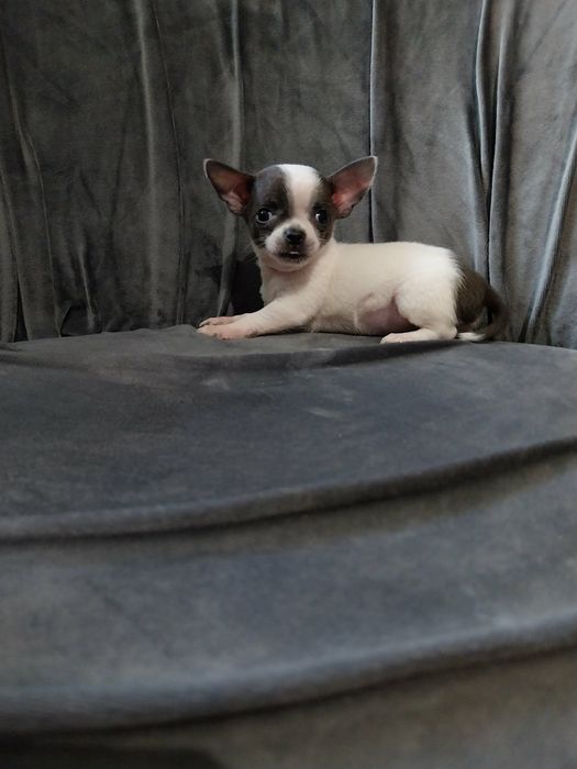 Chihuahua śliczny mini piesek !