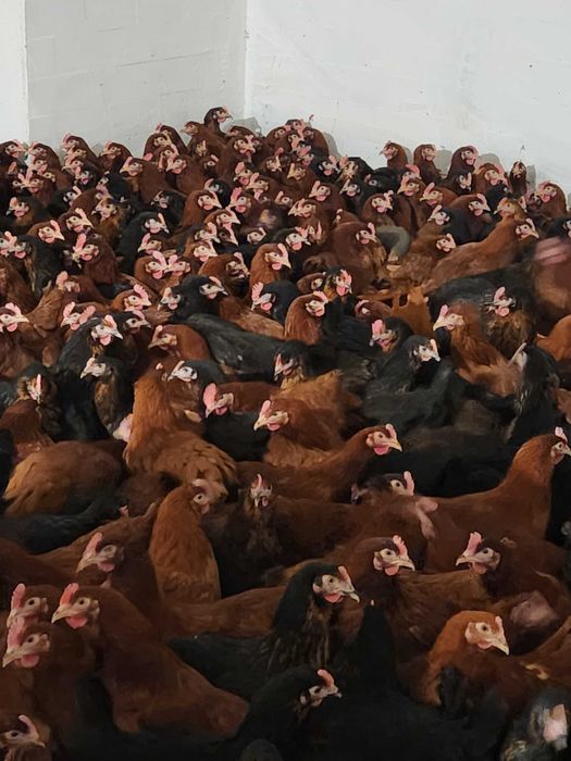 Kury nioski młode Rosa z własnej hodowli. Dominant. Dowóz.