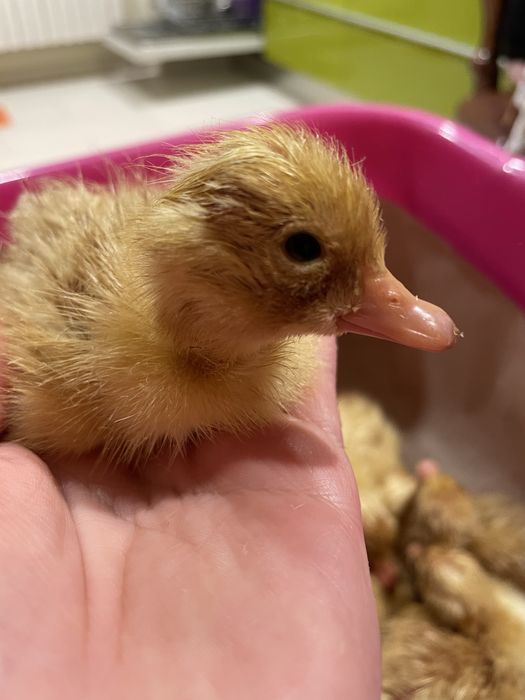 Инкубационное яйцо бройлерной белой утки