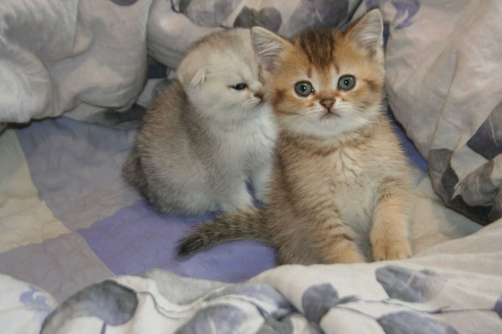 Скоттіш страйт коточок-муркотунчик