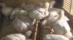 Бройлер курчата підрощені та живою вагою