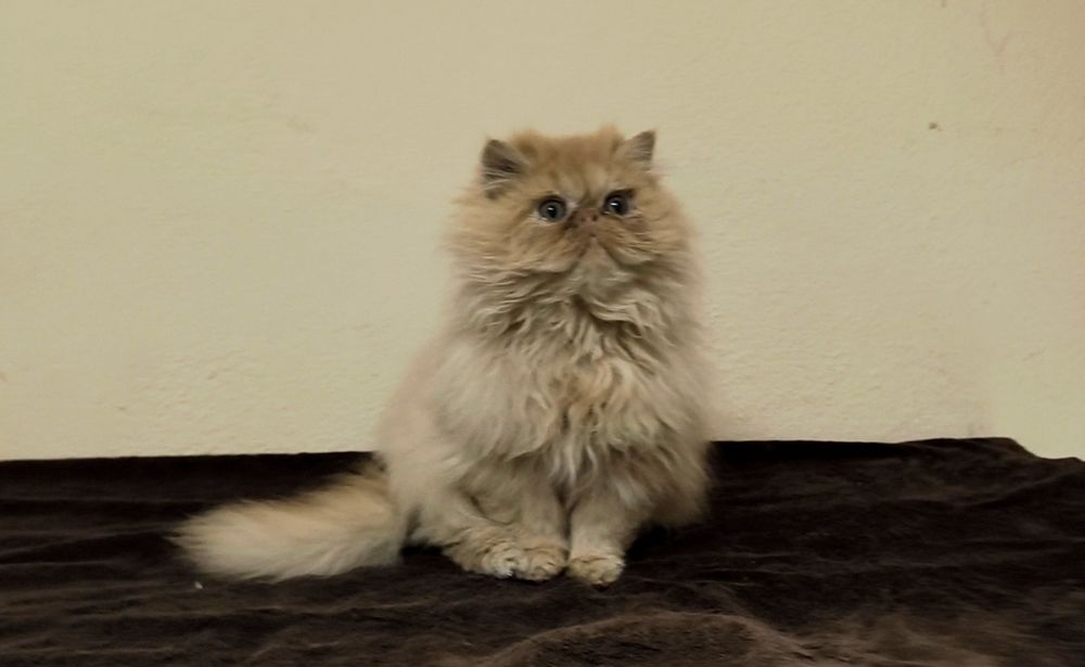 Persa Macho Vermelho