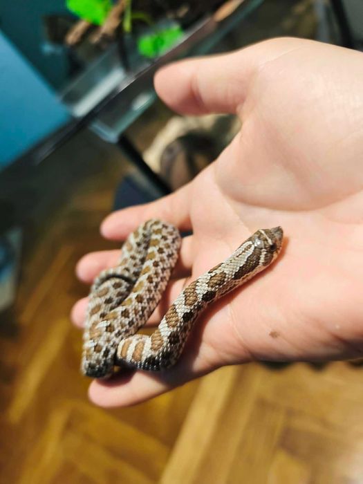 Heterodon zachodni 0.1, klucie  2024