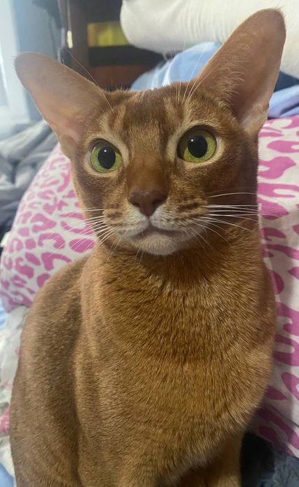 Абиссинская кошка