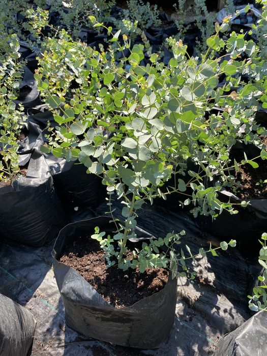 Eucalyptus Gunni (Gum) - Евкаліпт Гунні Гунни Ганна деревья