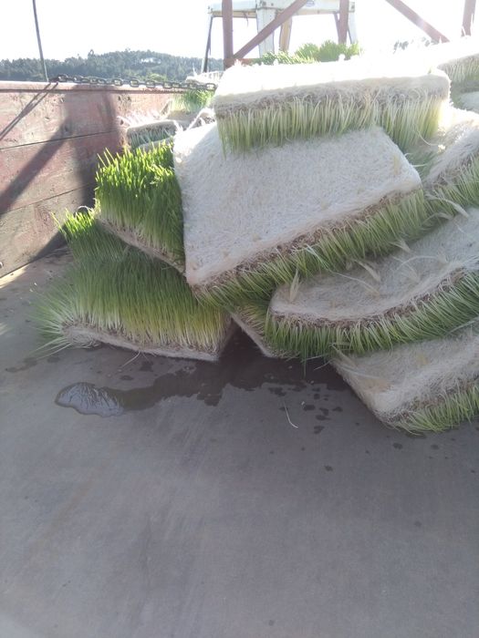 Sistema de produção de FVH ( forragem hidroponica para gado )