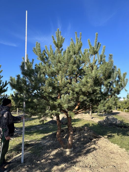 Сосна Обыкновенная Черная Крупномер