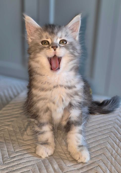 Śliczna kotka Maine Coon , srebrna FPL