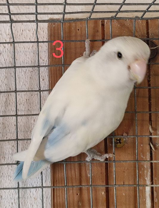 Aves Roseicollis adultos