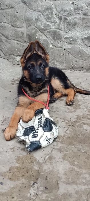 Щенки немецкой овчарки мальчики!