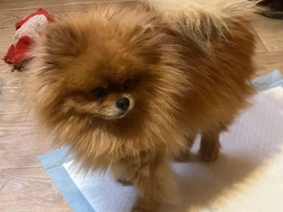 Dorosły Szpic Miniaturowy Pomeranian