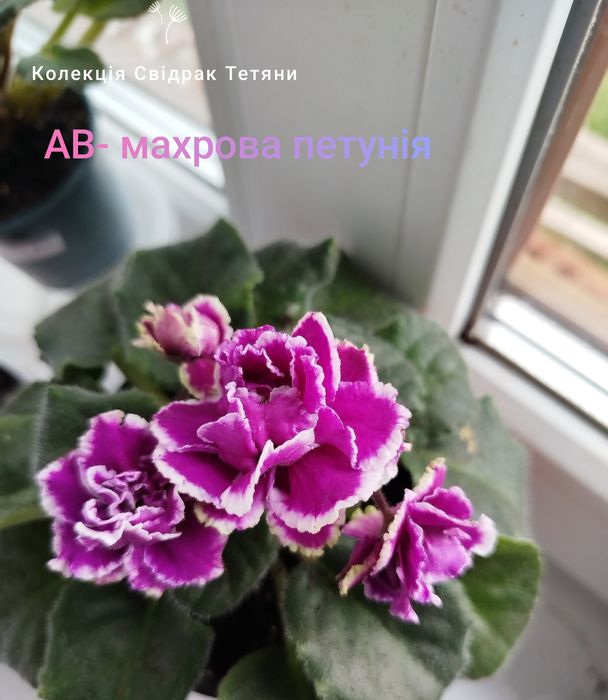 Фіалки ,набір свіжозрізаних листочків