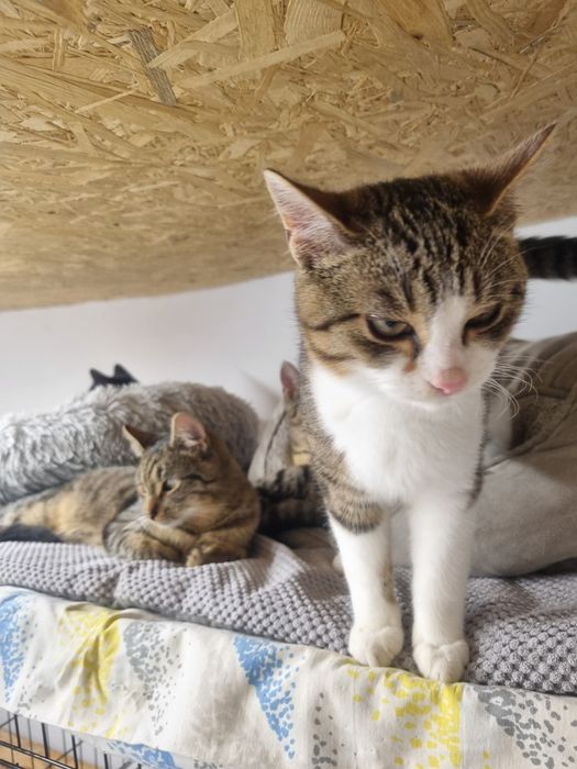 Kocurek Igor szuka domu