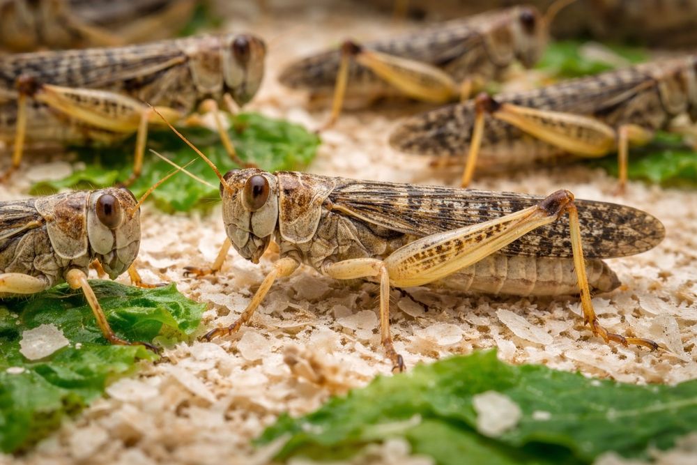 szarańcza wędrowna imago – dorosłe osobniki, duży rozmiar gady płazy