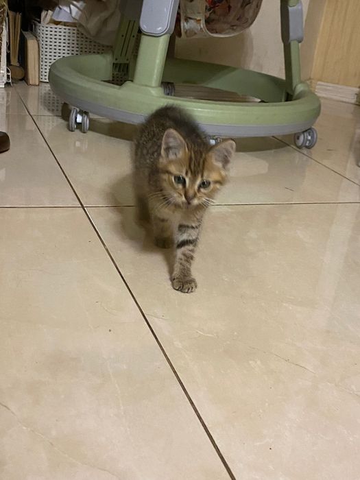 Котик в добрі руки