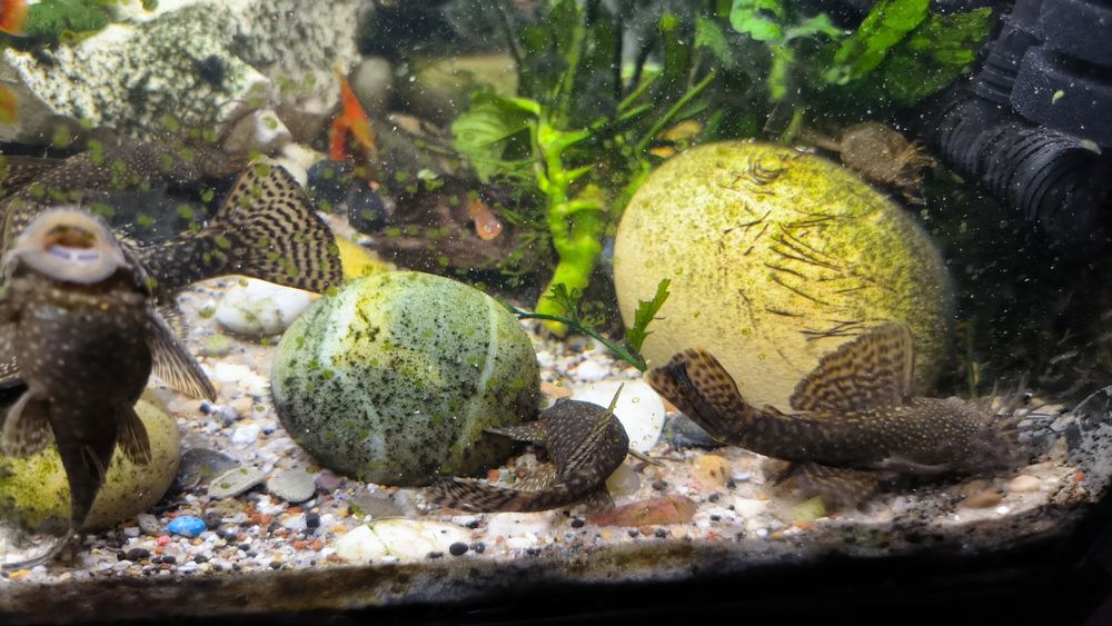 Casal de Ancistrus (peixes)