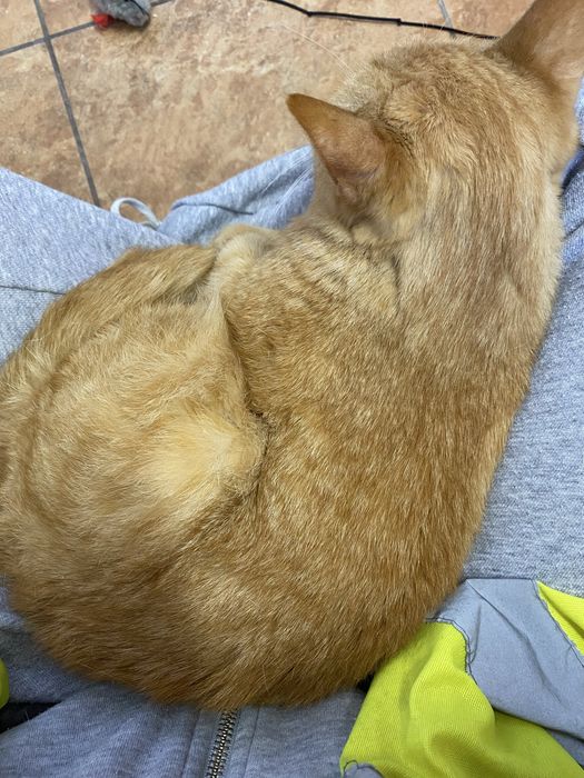 Starsza kotka do adopcji ZE SCHRONISKA